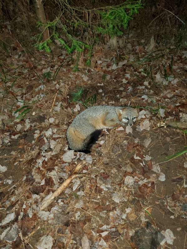 Attached picture gray fox.jpeg